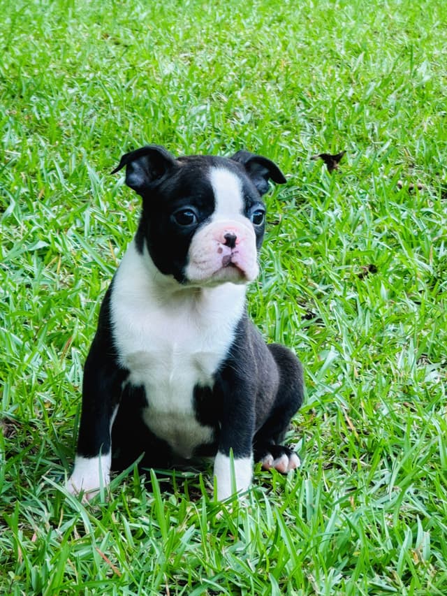 Boston Terrier Puppies media 15