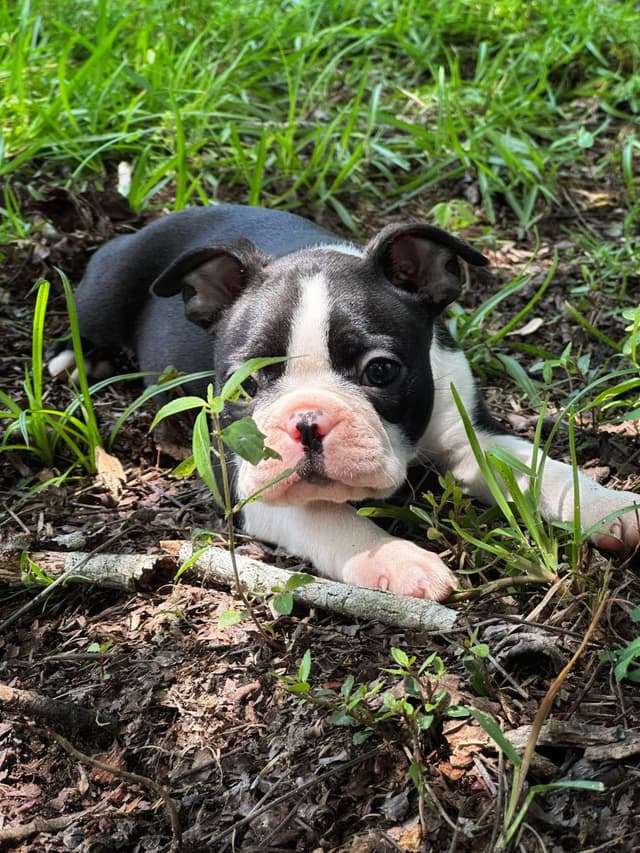 Boston Terrier Puppies media 16