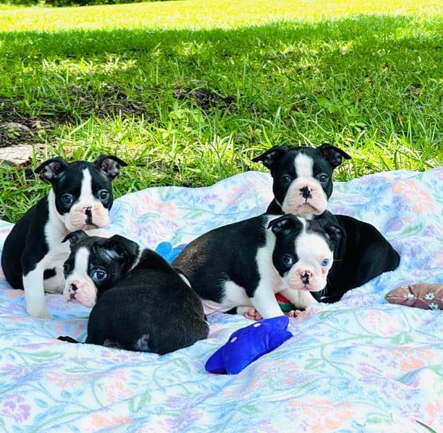 Boston Terrier Puppies media 17