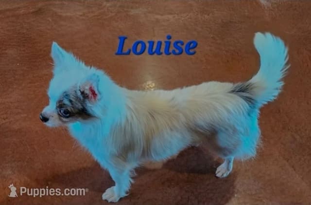 Longcoat Chihuahua Puppy media 16