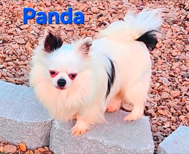 Longcoat Chihuahua Puppy media 15