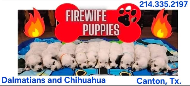 Longcoat Chihuahua Puppies media 2