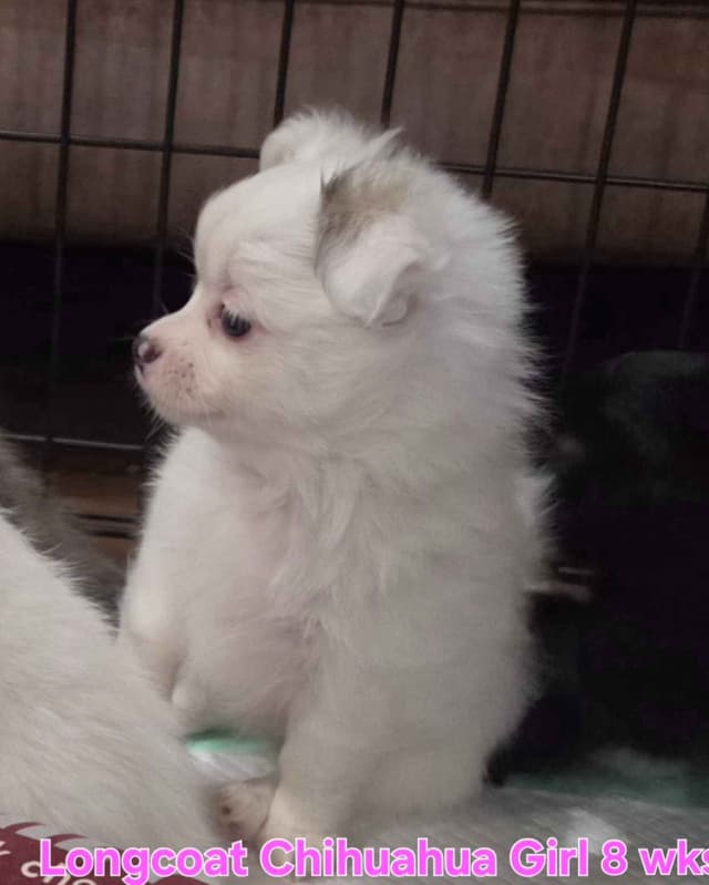 Longcoat Chihuahua Puppies media 3