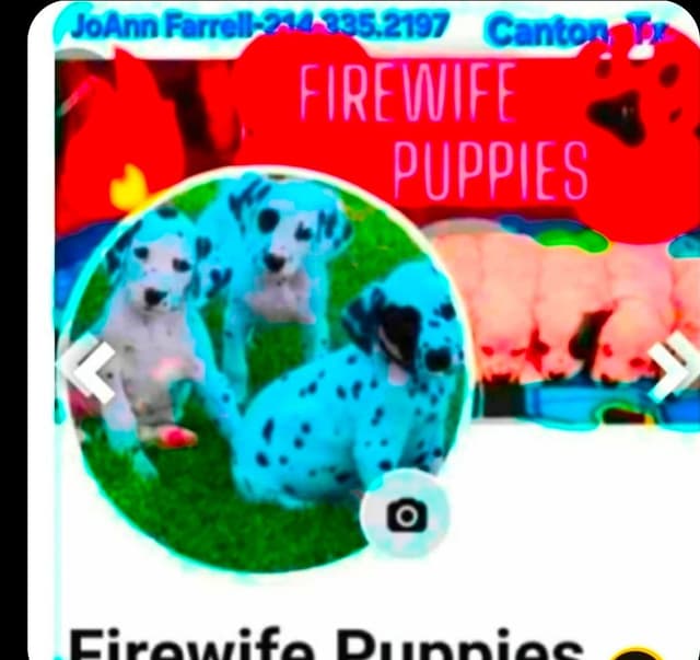 Longcoat Chihuahua Puppies media 4