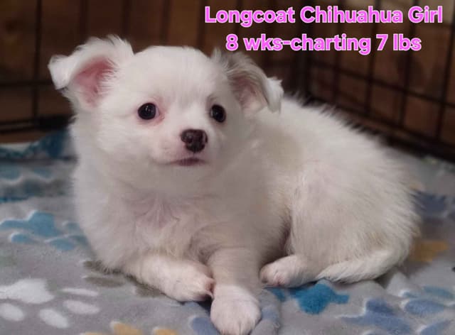 Longcoat Chihuahua Puppies media 5