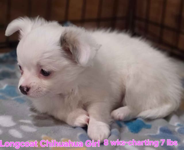 Longcoat Chihuahua Puppies media 6