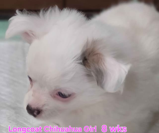 Longcoat Chihuahua Puppies media 7