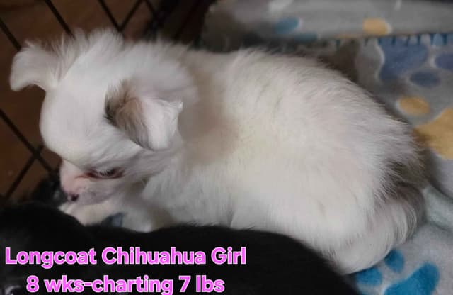 Longcoat Chihuahua Puppies media 8