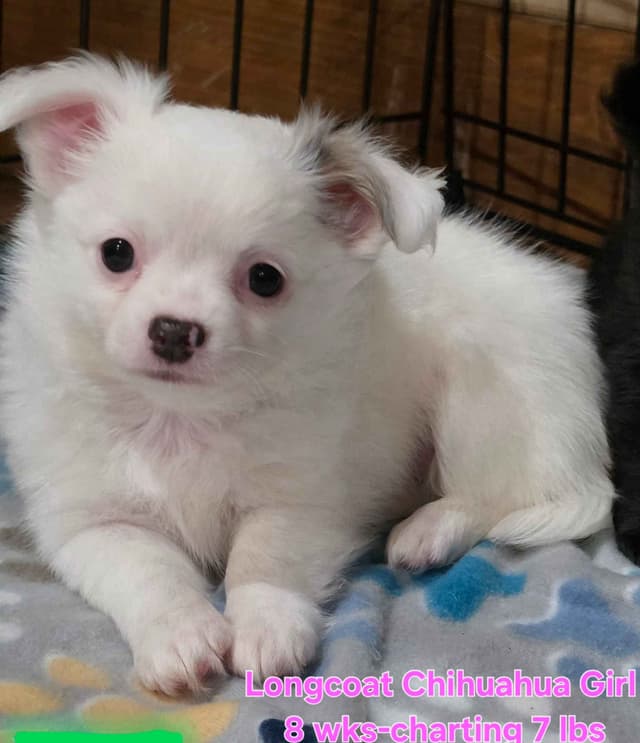 Longcoat Chihuahua Puppies media 9