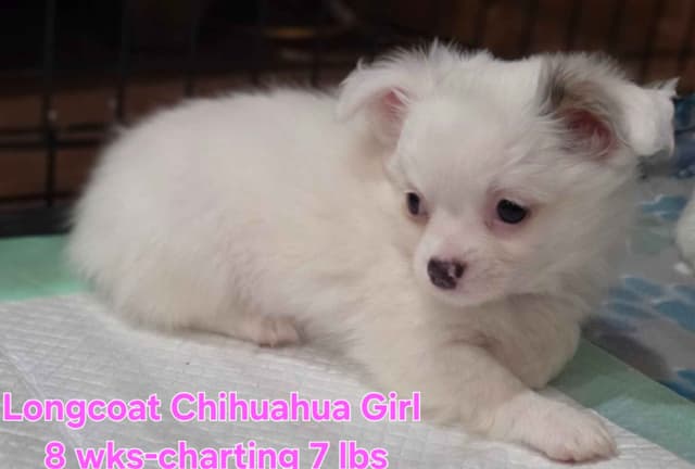 Longcoat Chihuahua Puppies media 10