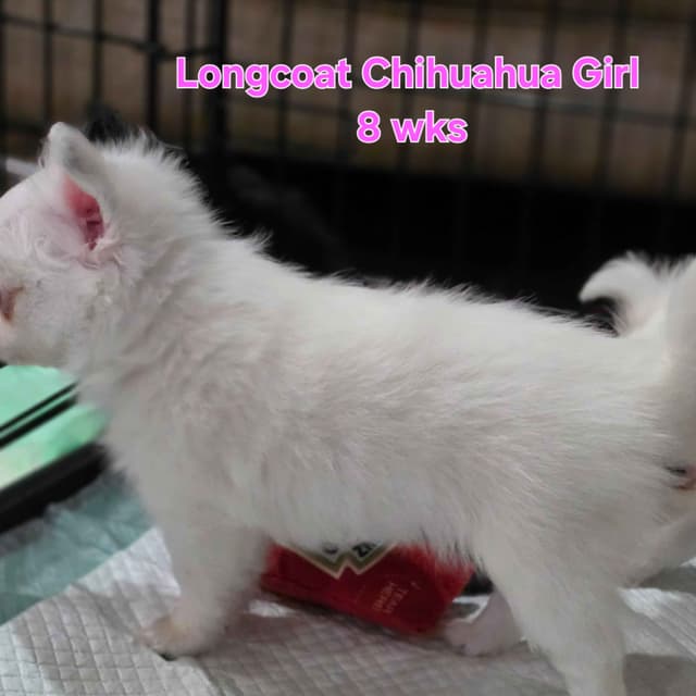 Longcoat Chihuahua Puppies media 11
