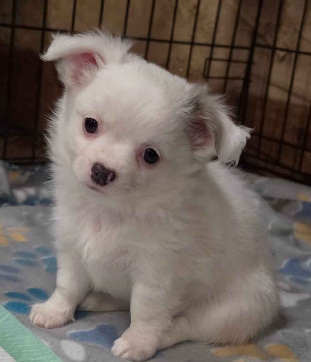 Longcoat Chihuahua Puppies media 12