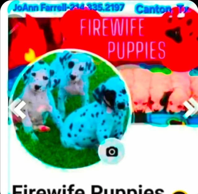 Longcoat Chihuahua Puppies media 2