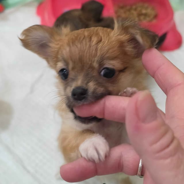 Longcoat Chihuahua Puppies media 3