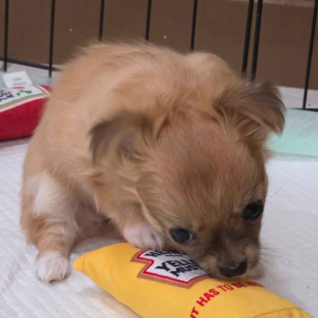 Longcoat Chihuahua Puppies media 4