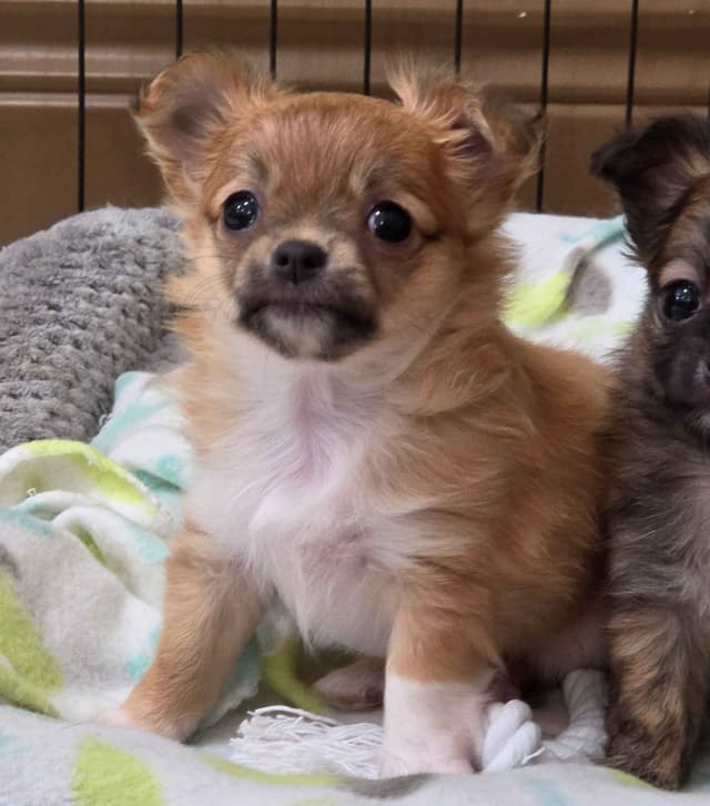 Longcoat Chihuahua Puppies media 6