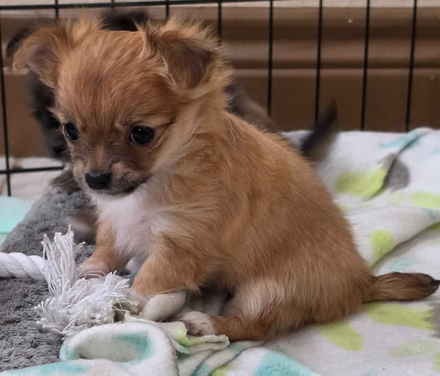Longcoat Chihuahua Puppies media 7
