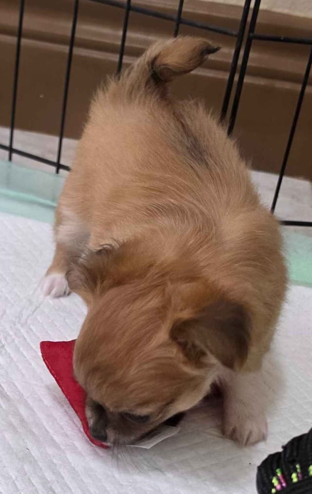 Longcoat Chihuahua Puppies media 8