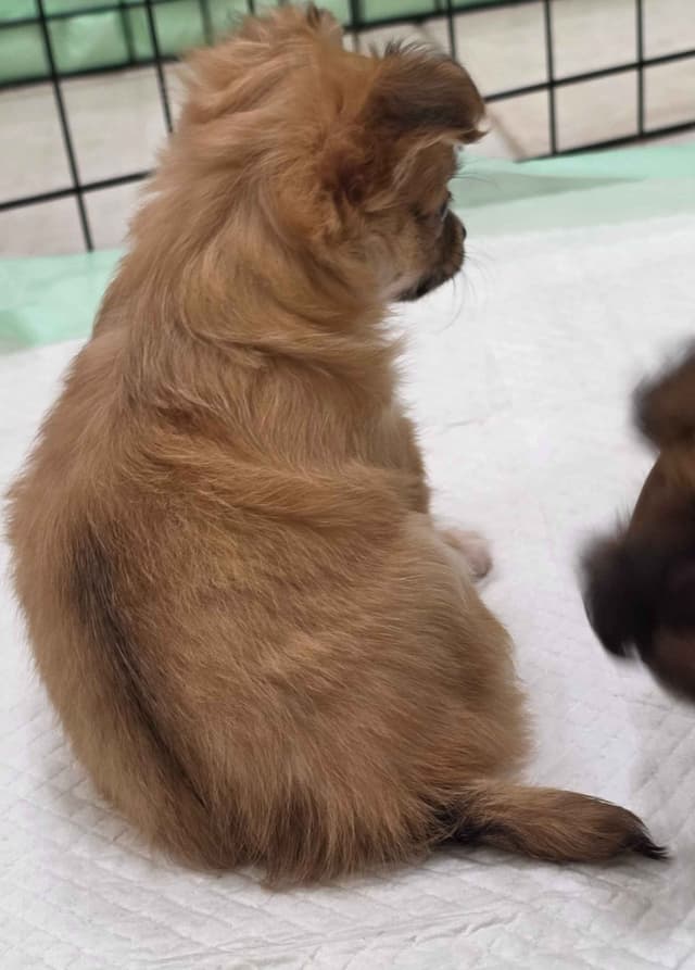 Longcoat Chihuahua Puppies media 10