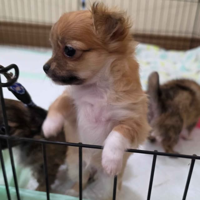 Longcoat Chihuahua Puppies media 11