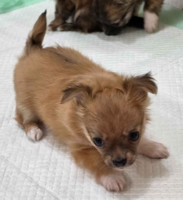 Longcoat Chihuahua Puppies media 12