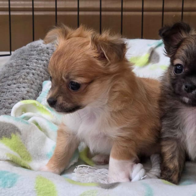 Longcoat Chihuahua Puppies media 13