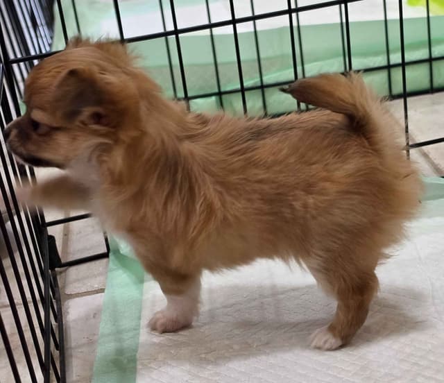 Longcoat Chihuahua Puppies media 14