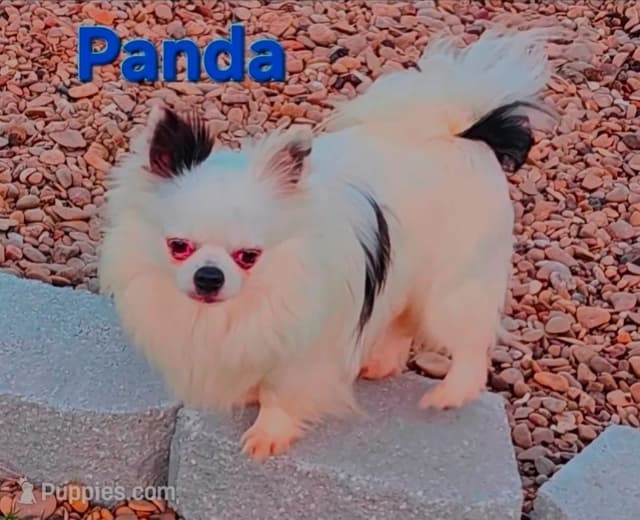 Longcoat Chihuahua Puppies media 26