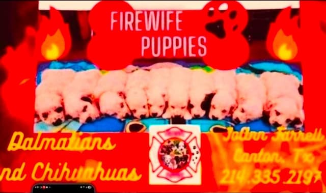 Longcoat Chihuahua Puppies media 29
