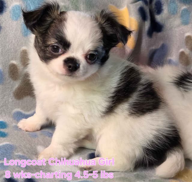 Longcoat Chihuahua Puppies media 25