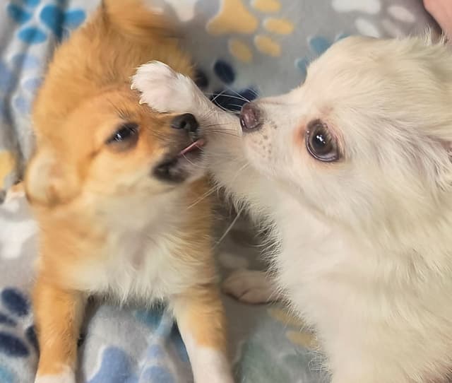 Longcoat Chihuahua Puppy media 7
