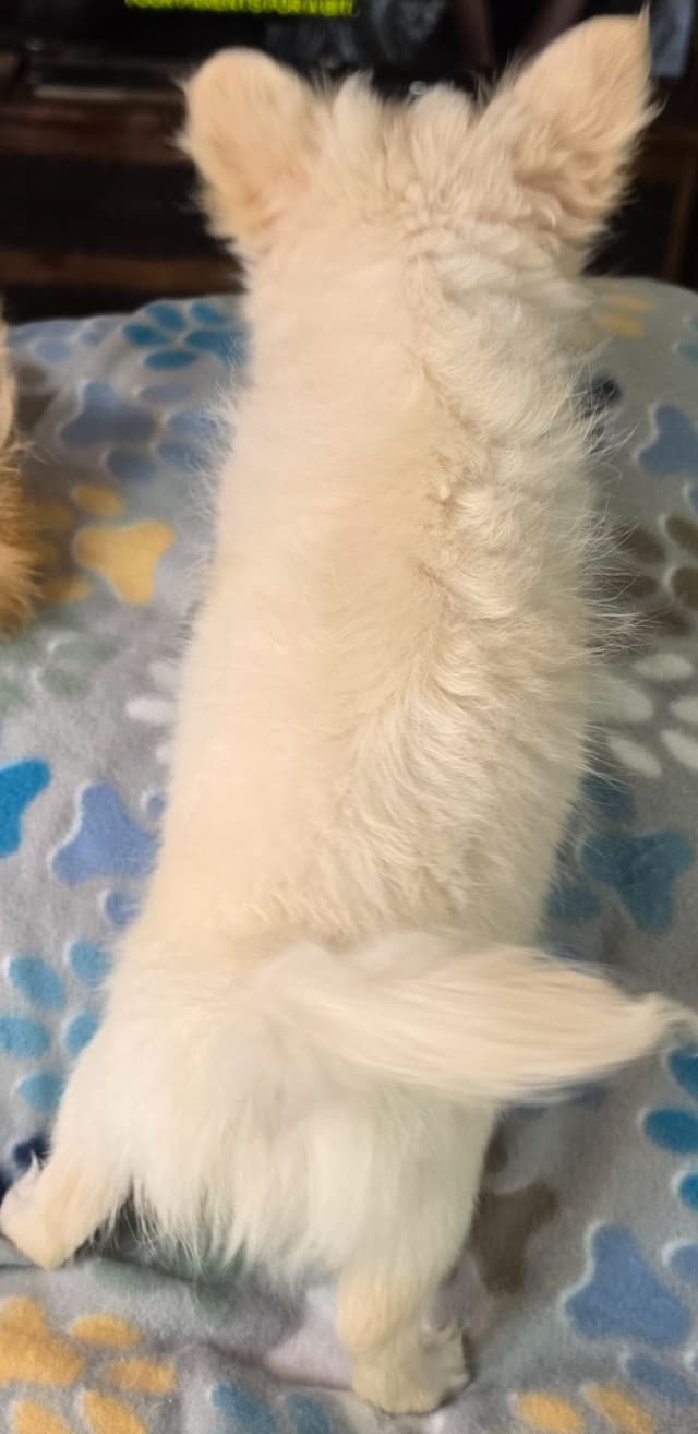 Longcoat Chihuahua Puppy media 6