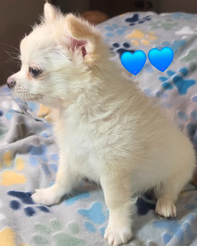 Longcoat Chihuahua Puppy media 9