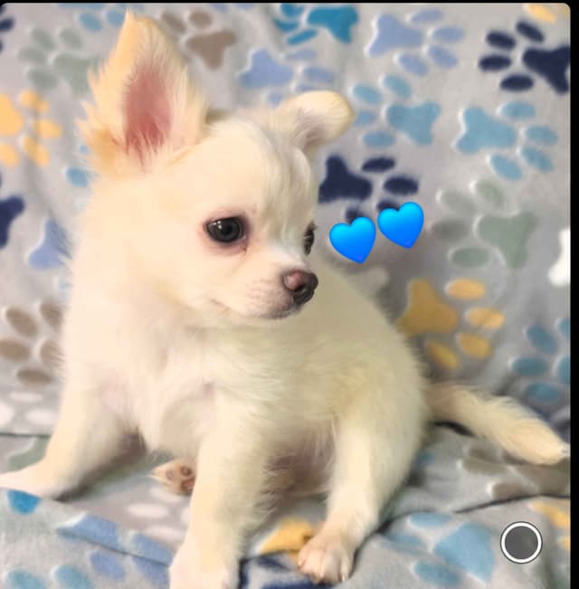 Longcoat Chihuahua Puppy media 10