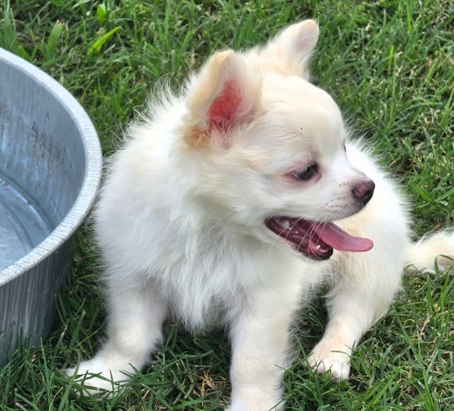 Longcoat Chihuahua Puppy media 2