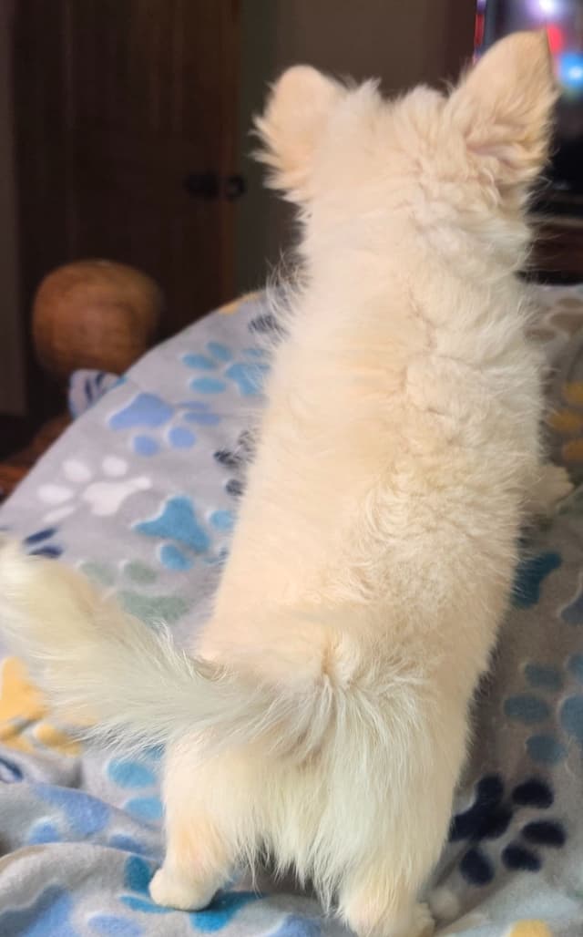 Longcoat Chihuahua Puppy media 12