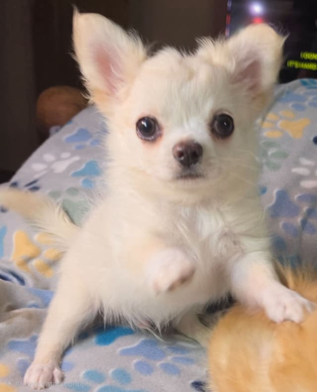 Longcoat Chihuahua Puppy media 13