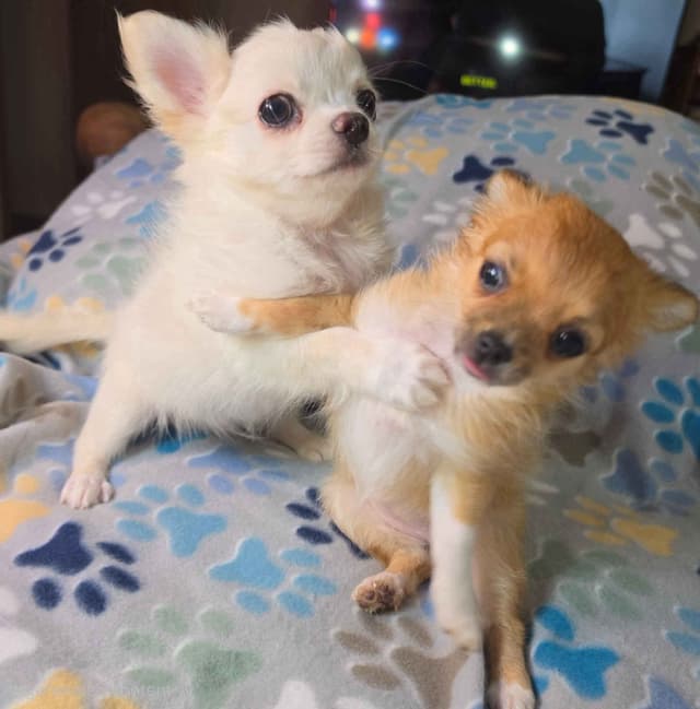 Longcoat Chihuahua Puppy media 14