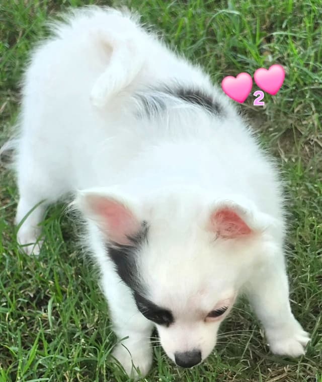Longcoat Chihuahua Puppies media 9