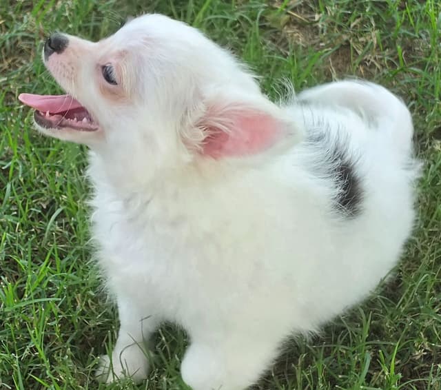 Longcoat Chihuahua Puppies media 10