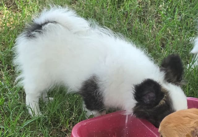 Longcoat Chihuahua Puppies media 3