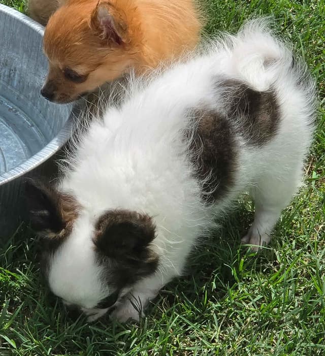 Longcoat Chihuahua Puppies media 4