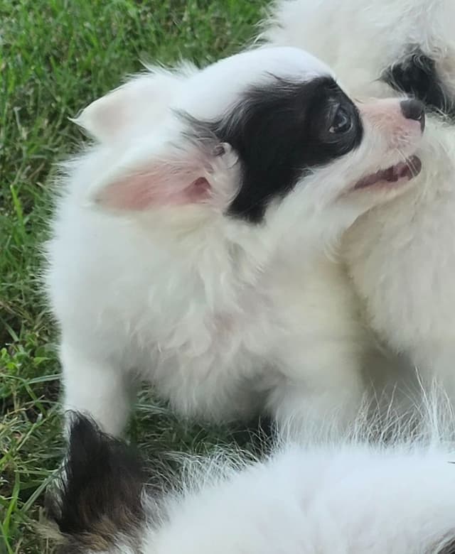 Longcoat Chihuahua Puppies media 11