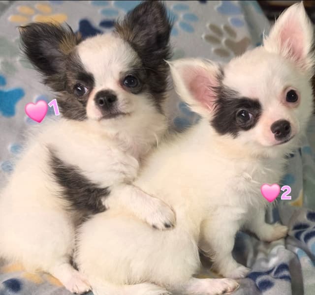 Longcoat Chihuahua Puppies media 19