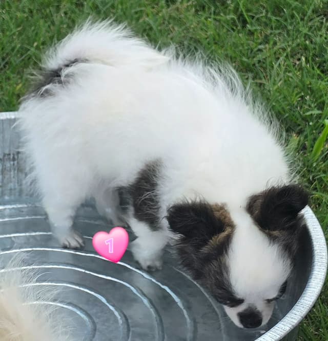 Longcoat Chihuahua Puppies media 6