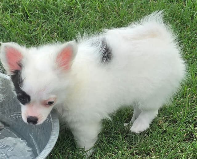 Longcoat Chihuahua Puppies media 14
