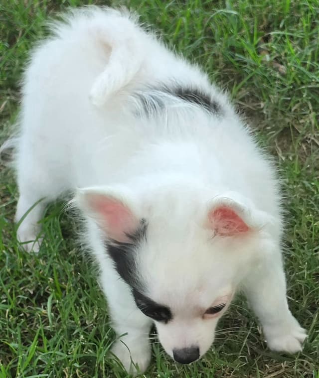Longcoat Chihuahua Puppies media 15