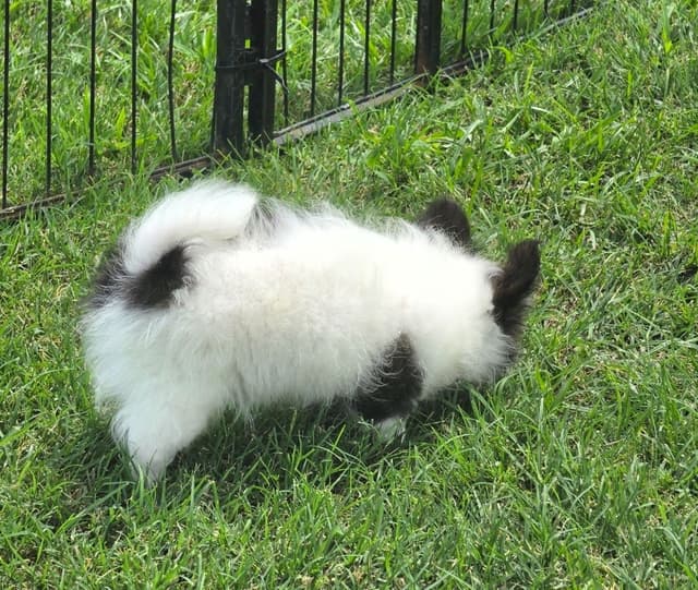 Longcoat Chihuahua Puppies media 8