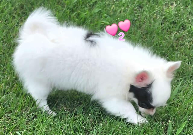 Longcoat Chihuahua Puppies media 18