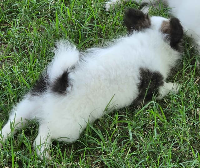 Longcoat Chihuahua Puppies media 7